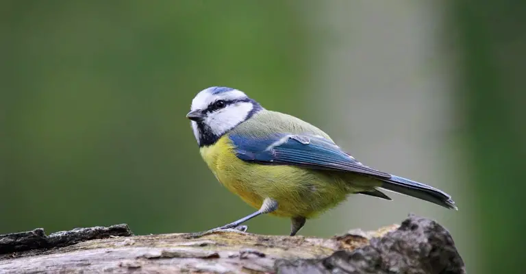Vocal Communication of Birds 