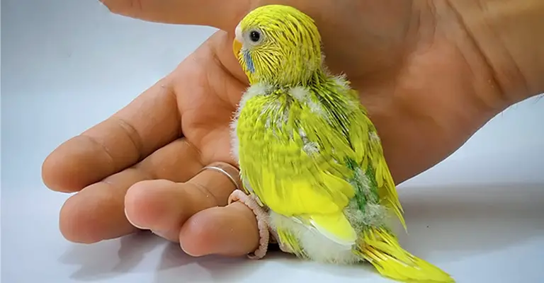 What Are Baby Budgie's Growth Stages