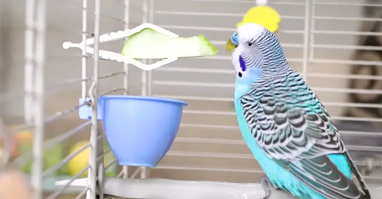 What Are Some Common Health Problems That Budgies Can Have In A Cage