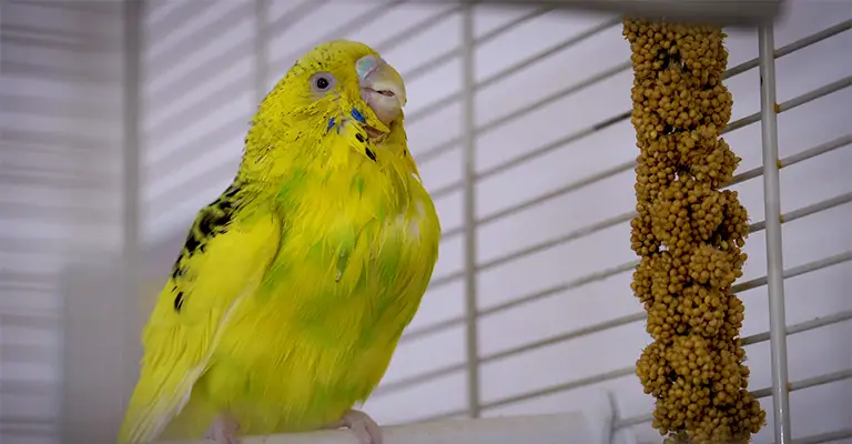 What Are The Consequences Of A Scaly Face On An Untamed Budgie