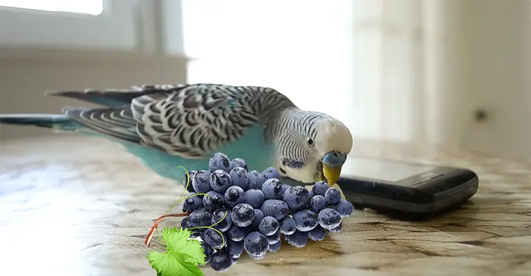 What Are The Nutritional Values Of Grapes To Budgies