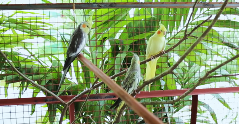 What Birds Can Be Kept With Cockatiels