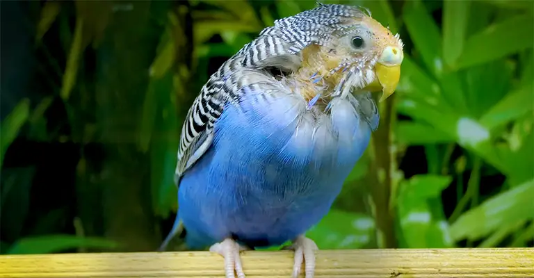 What Causes A Scaly Face On An Untamed Budgie