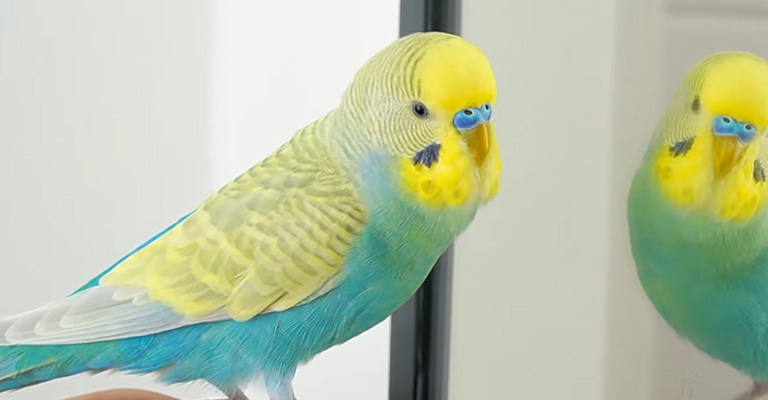 What Does An Unhealthy Budgie Beak Look Like