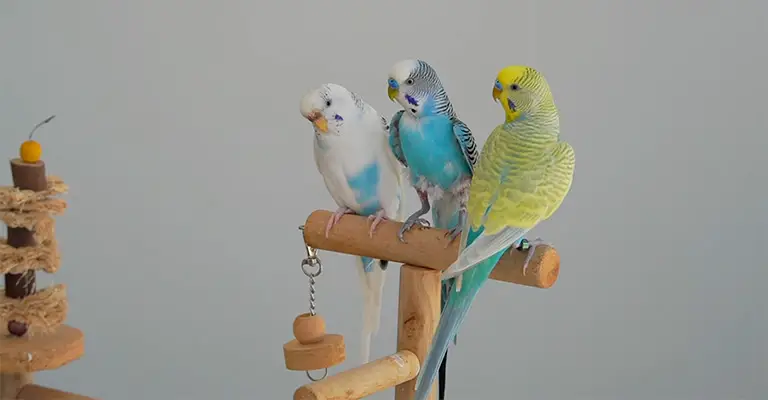What Is Budgie's Normal Sound