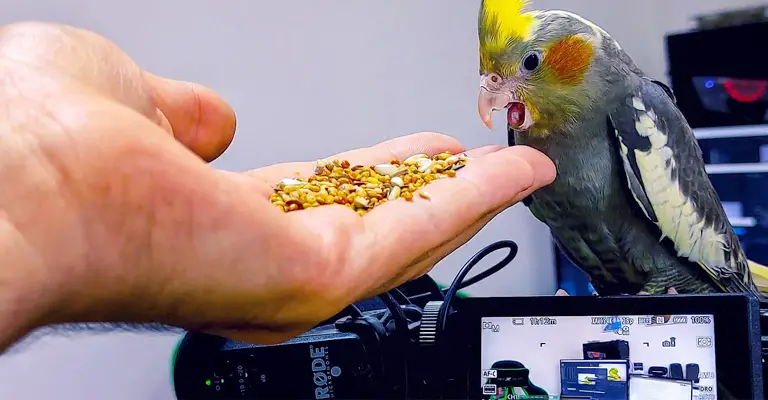 Can Cockatiels Eat Birdseed Mix