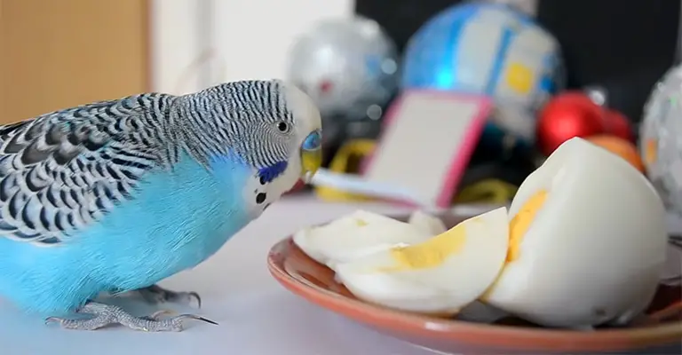 What Should I Feed My Female Budgies To Enhance Their Breeding Potential