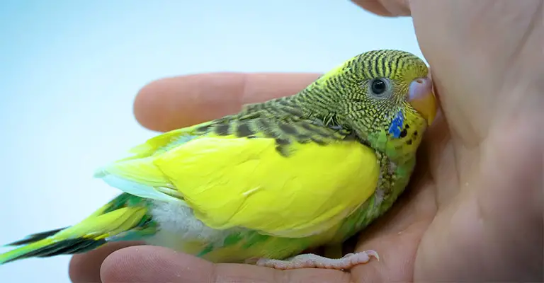 What To Do For My Baby Budgie Put To Sleep At Night