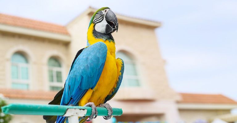 What To Do For My Birds To Be Disease-Free