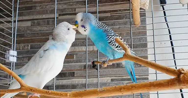 What To Do If Male Budgie Feeds The Female