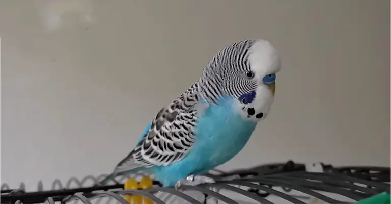 What To Do If My Budgie Making Pigeon Noises