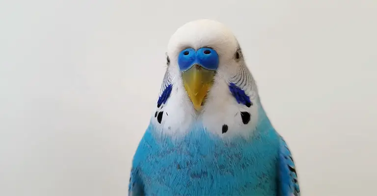 What To Do If You See A Red Scab Near A Budgie Beak