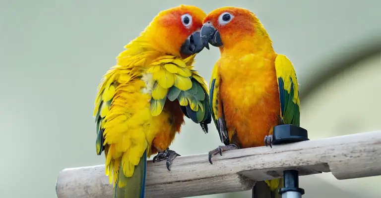 What Type of Diet Can Increase Sun Conure's Lifespan