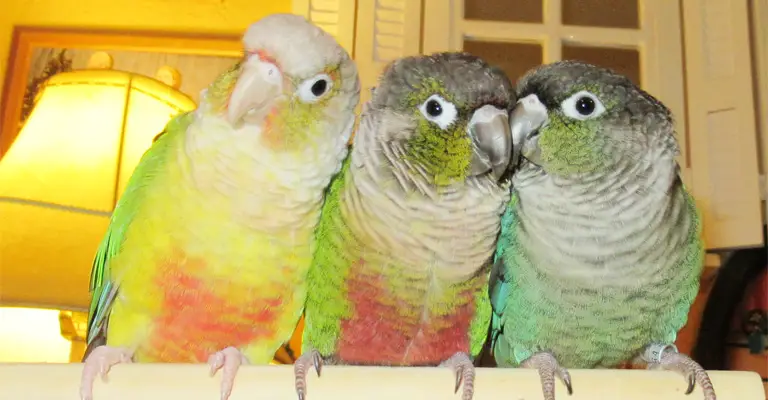 What Type of Environment Helps Increase Green Cheek Conure’s Lifespan