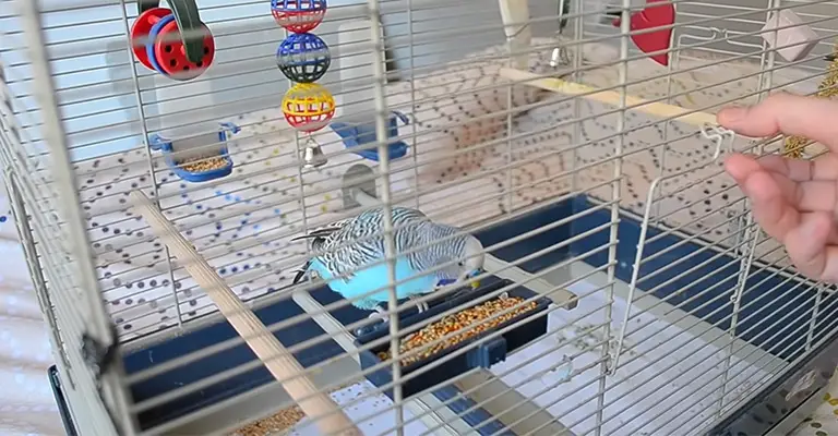 What Would It Cause If I Kept A Budgie Permanently In A Cage