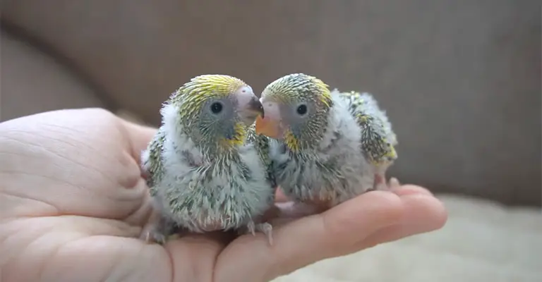 What are the Risks to Consider Before Baby Budgies Leave Their Nest
