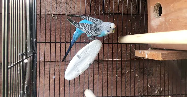 What Is A Cuttlebone, And Why Do Budgies Need Them