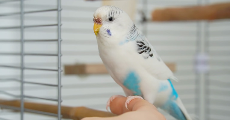 What to Do If My Budgie’s Feathers Are Turning White