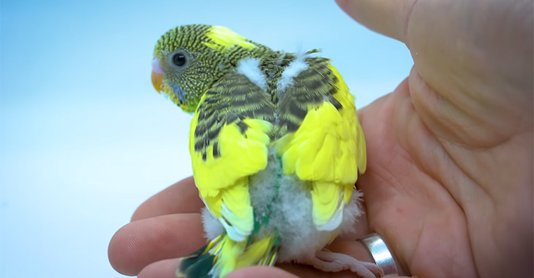 When Can Baby Budgies Be Separated from Their Parents