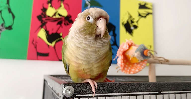 When Should You Get Concerned for Parrot Lunging