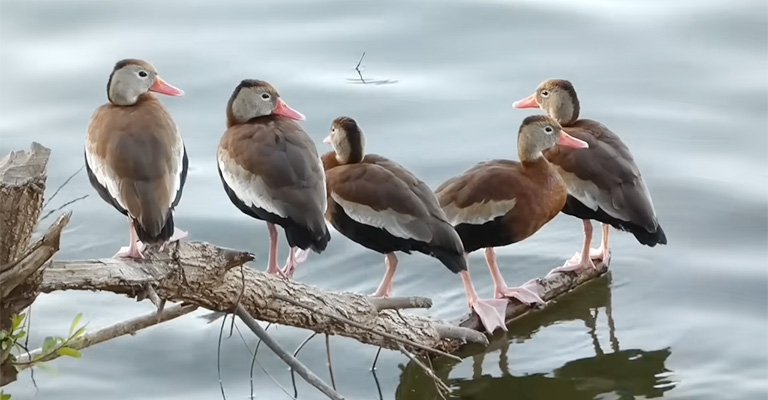 Where Is Bird-Watching Most Popular