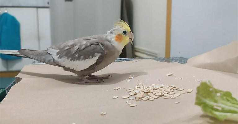 Which Bird Can Eat Oats