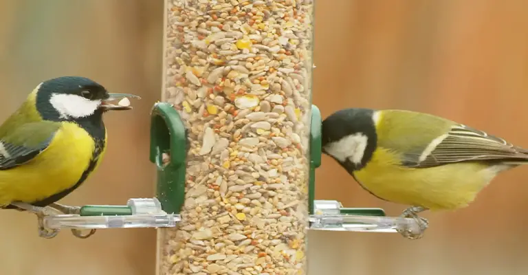 Oats for Avian Friends: Can Birds Eat Oats?