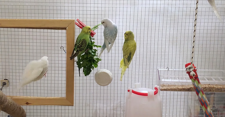 Which Parts of Beets Do Budgies Eat
