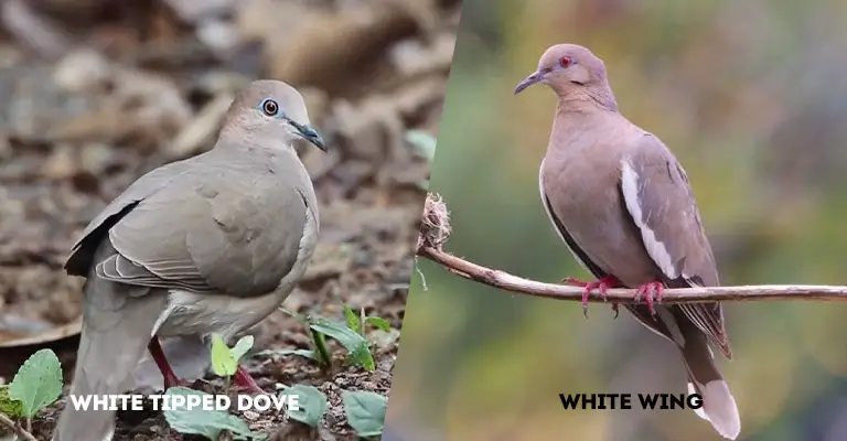 White Tipped Dove Vs White Wing