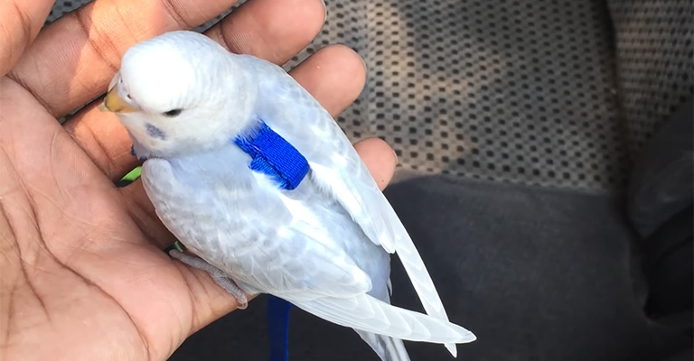 Why Are My Budgie’s Feathers Turning Brown