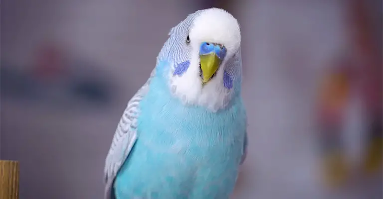 Why Are My Budgies Screaming All the Time
