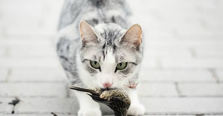Why Birds Do Cats Kill in the UK
