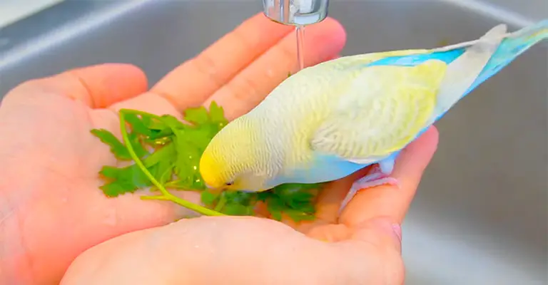 Why Budgies Might Drink Too Much Water