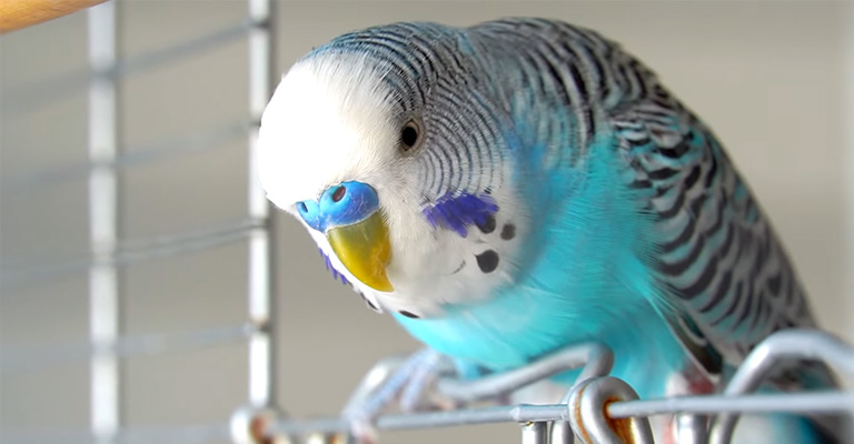 Why Do Budgies Escape from Their Cage