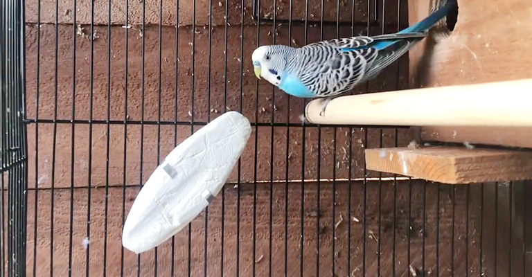 Why Do Budgies Need Cuttlebone