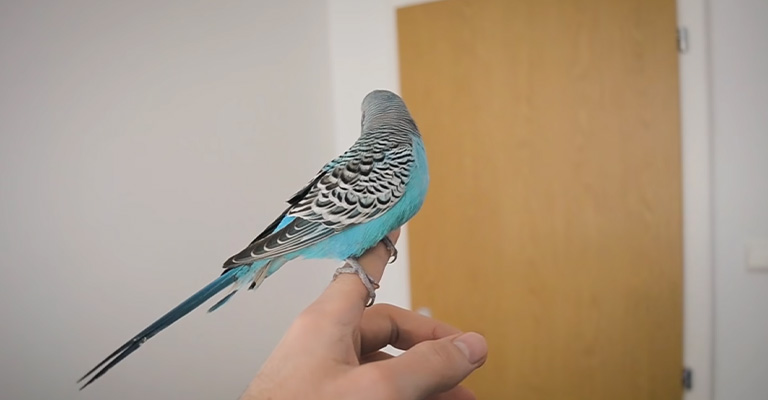 Why Do Older Budgies Treat Badly With Young Budgies