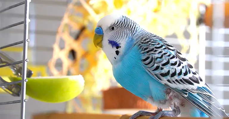 Why Do Some Budgies Like Being Petted