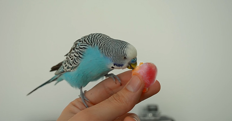 Why Does My Budgie Get Sick After Eating Red Grapes