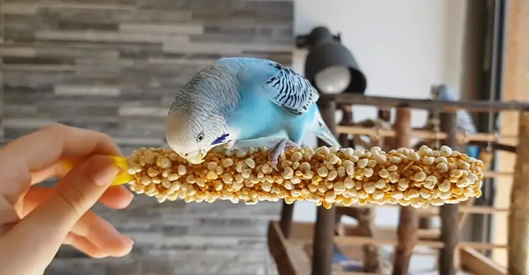 Why Does My Budgie Spit Up Seeds