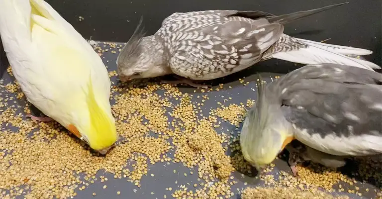 Why Does My Cockatiel Not Know How To Eat Seeds