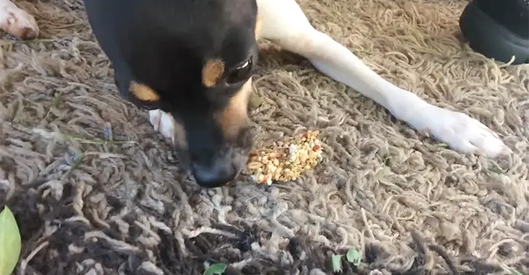 Why Does My Dog Eat Birdseed