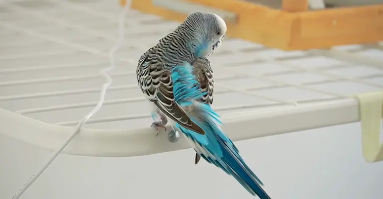 Why Has My Budgie Stopped Flying