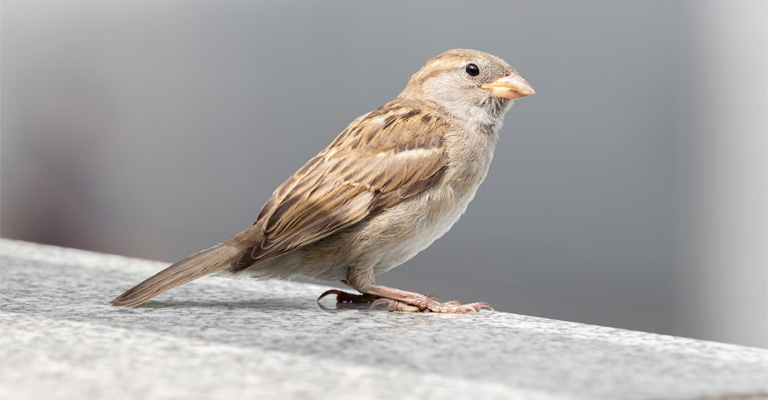 Why Were House Sparrows Originally Brought to the United States