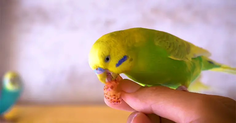 Why Is My Budgie Eating So Much