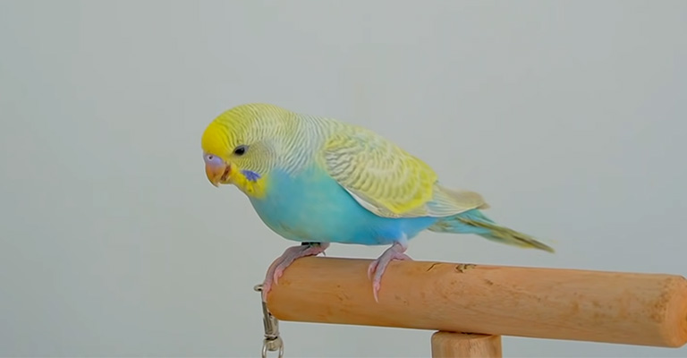 Why Is My Budgie Falling While Flying