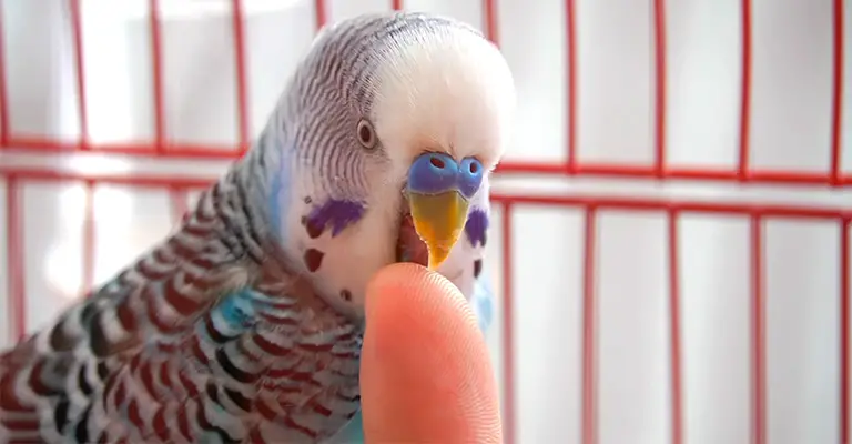 My Budgie Licking Me