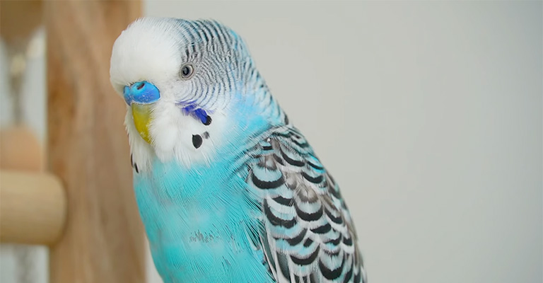 Why Is My Budgie Making Pigeon Noises