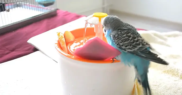 Why Is My Budgie Not Drinking Water