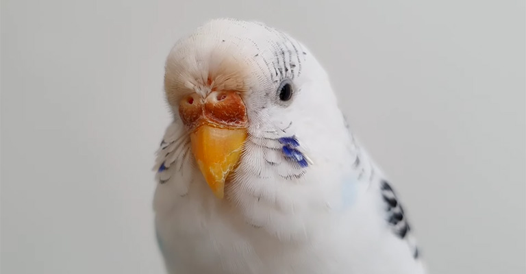 Why Is My Budgie's Face Dirty