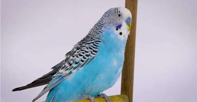 Why Is My Budgie’s Feathers Turning White